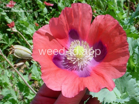 poppy, opium